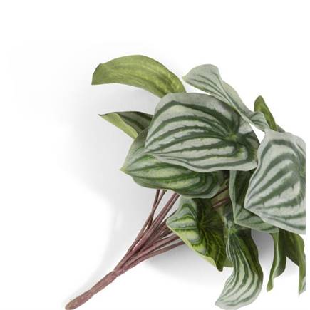 Coco Maison Peperomia Bush H25cm kunstbloem